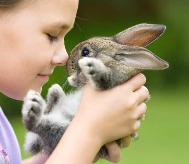 A young girl holding a rabbit